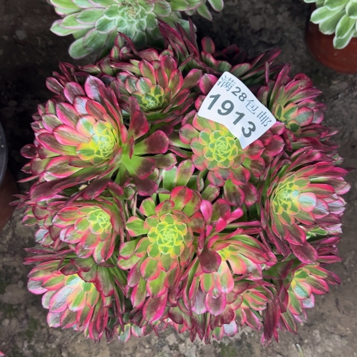 1913朝霞多肉植物