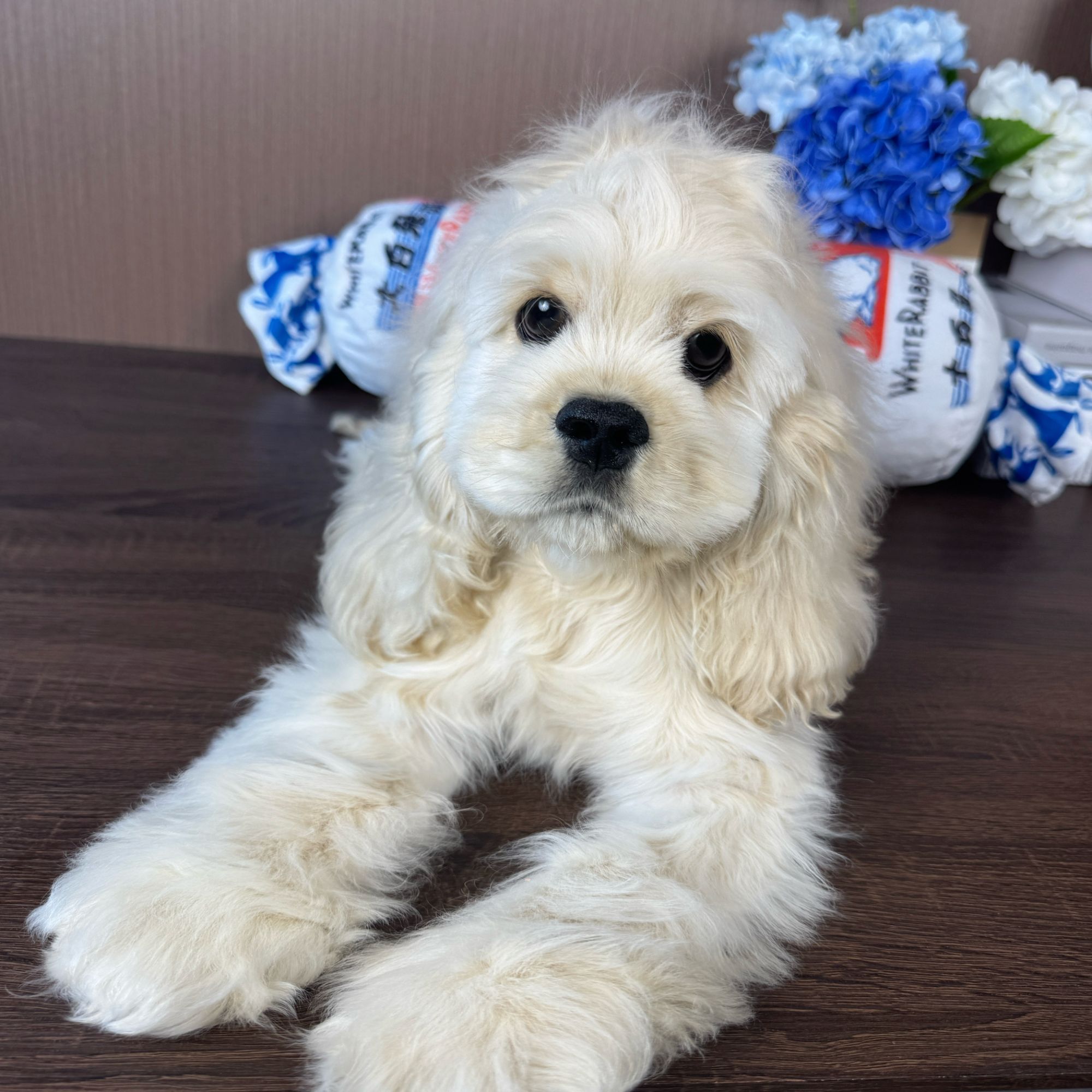 【月亮家美卡】毛毛弟弟