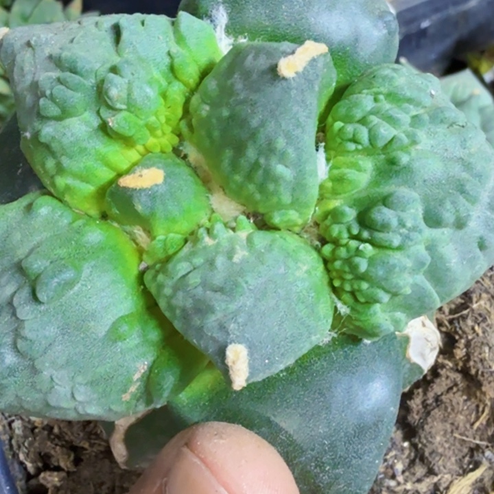 无花朵福利苗接大尤怒涛323