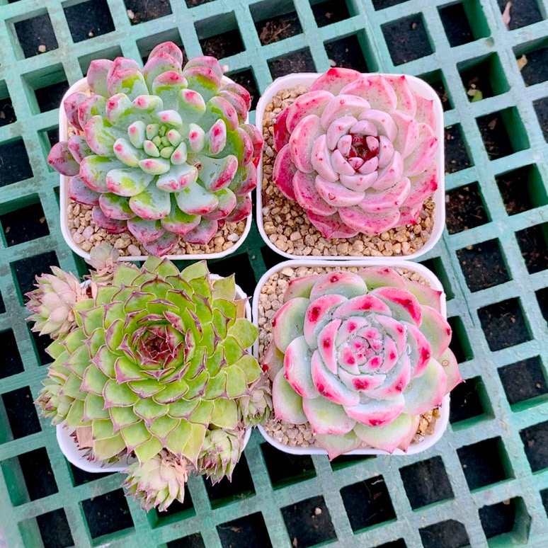 多肉植物蓝苹果糖心天鹅绒观音莲水蜜桃送盆土32