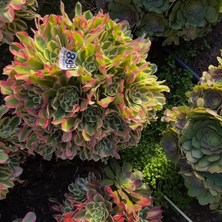 白凤花27-30包邮花花花花