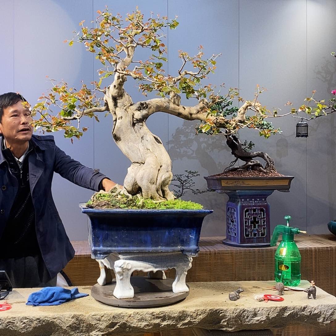 当前无花朵，栽培后可花朵