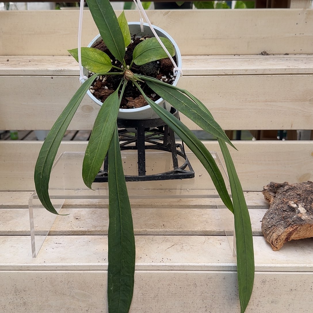 无花朵维他领带花烛