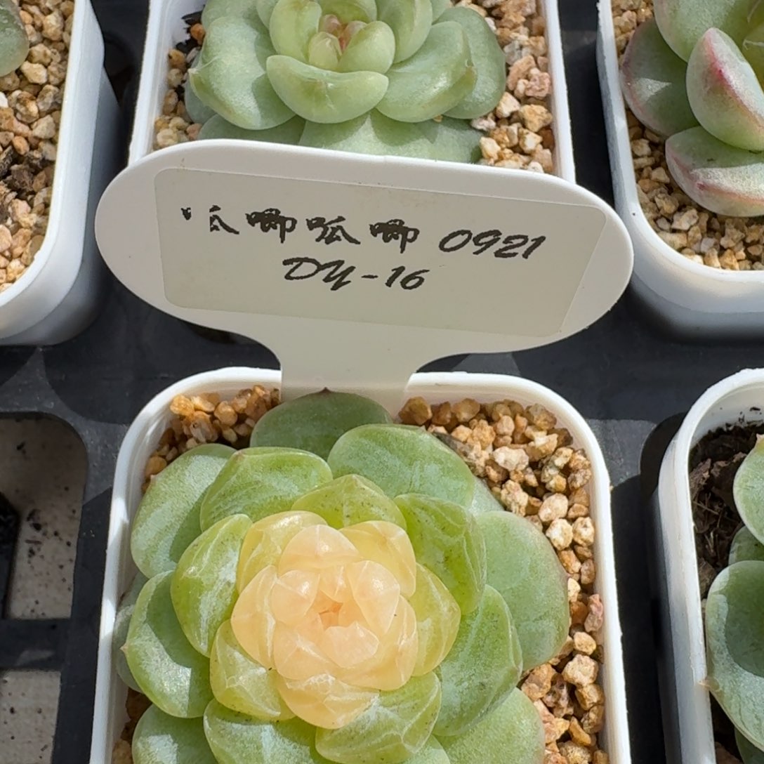 0921-16-纯牛奶单头