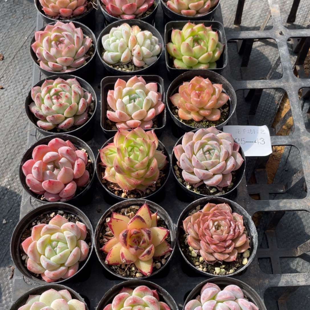 一物一拍18颗25-43