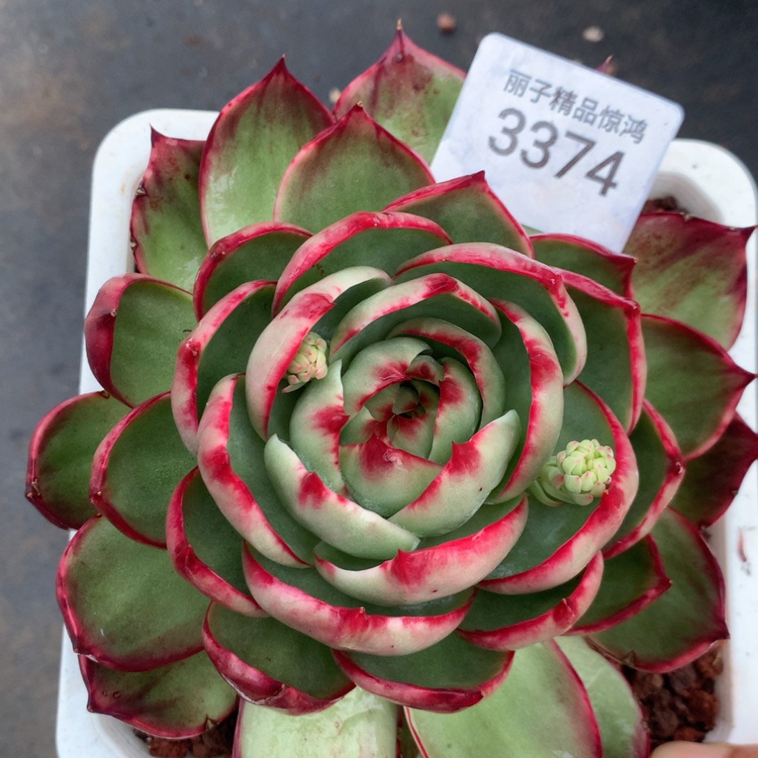 3374一物一拍13厘米外翻