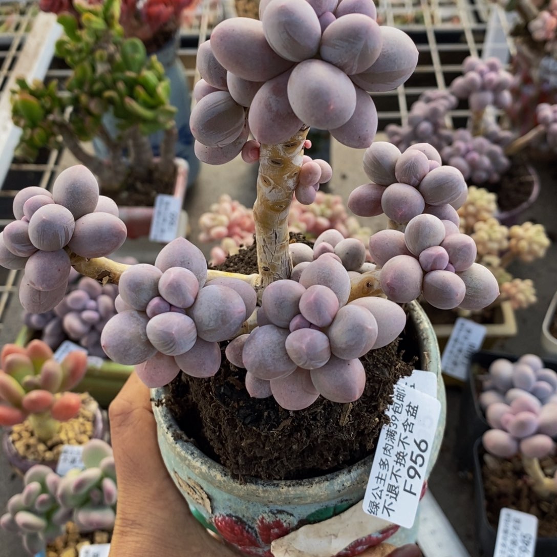 香水手指956/10c m