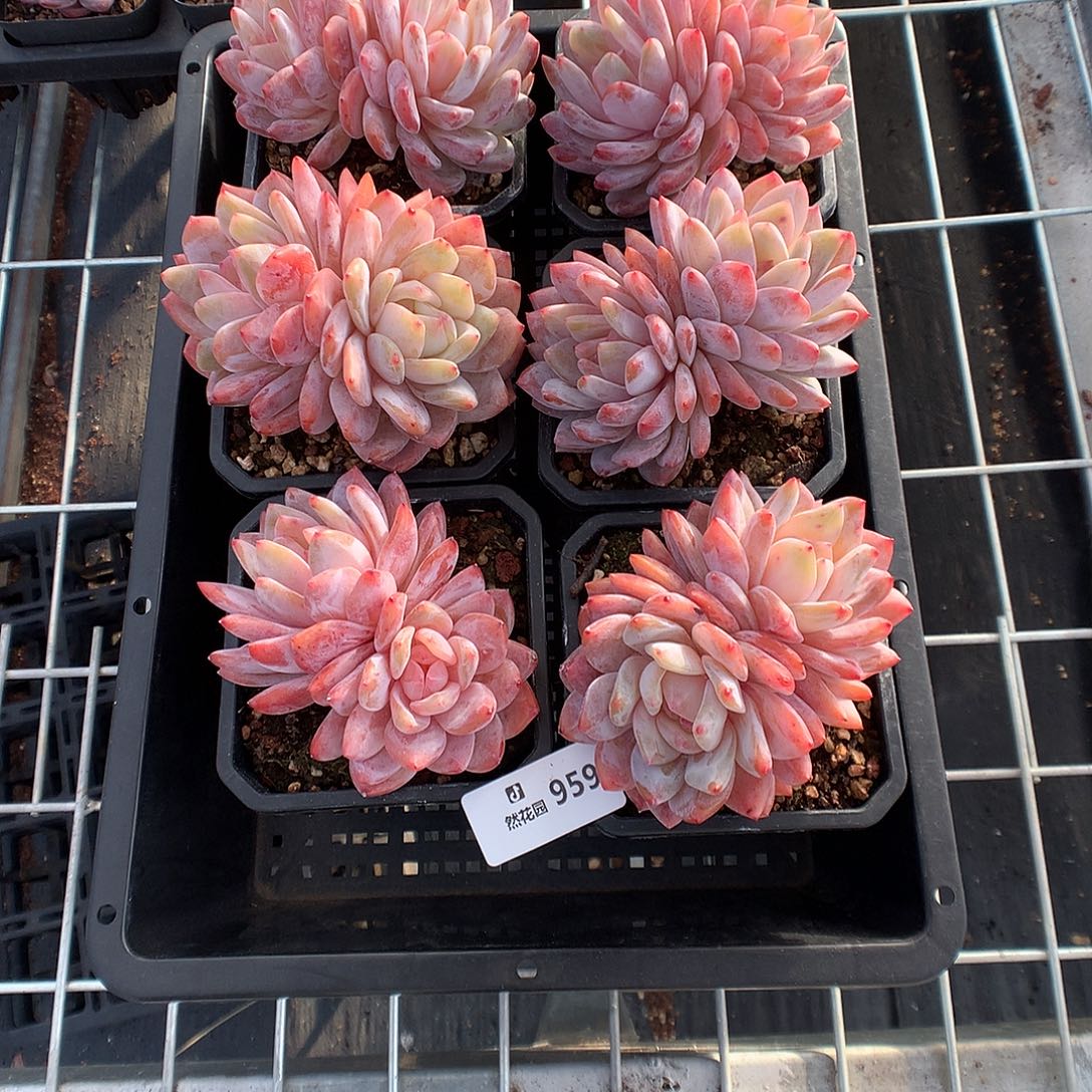 959玫瑰梦露6颗多肉植物666