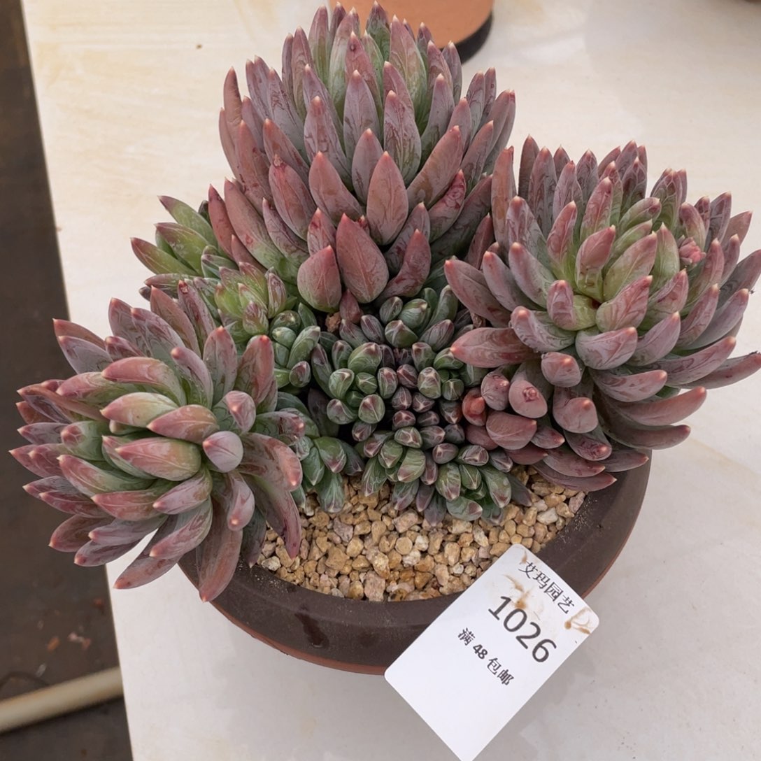 炫彩星群生多肉多肉026