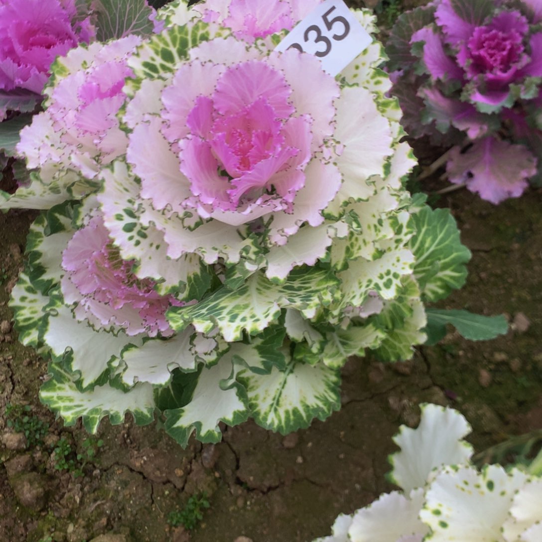 郝**院835羽甘蓝多肉植物