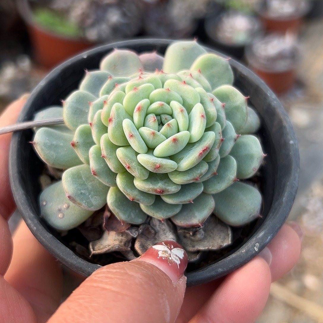 多肉植物多肉植物