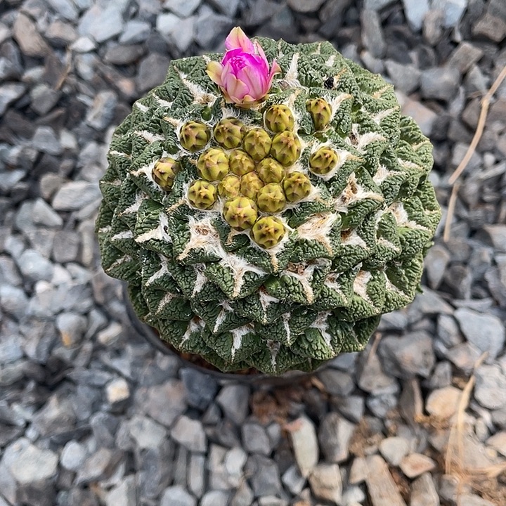 嫁接大尤黑带花苞