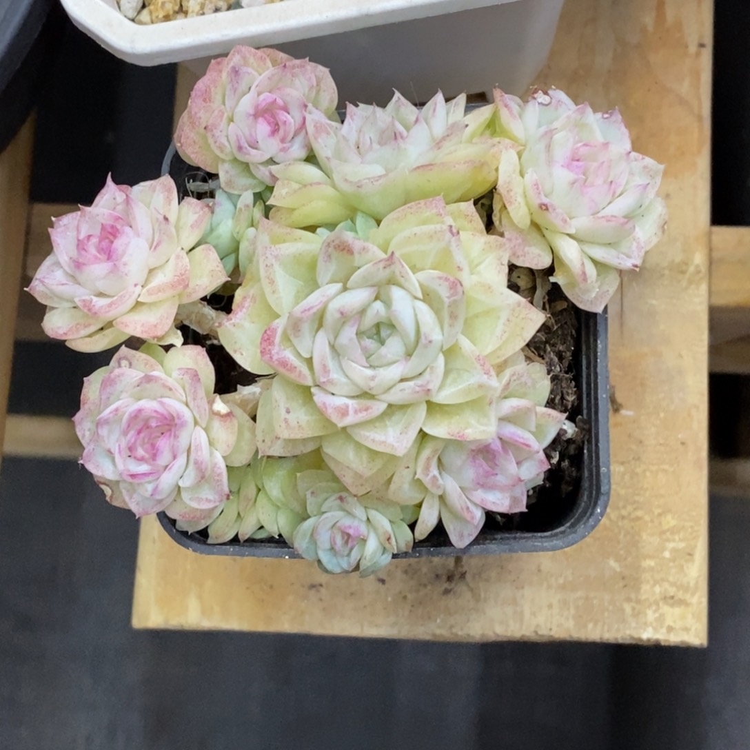 精品多肉一物一拍不包整155