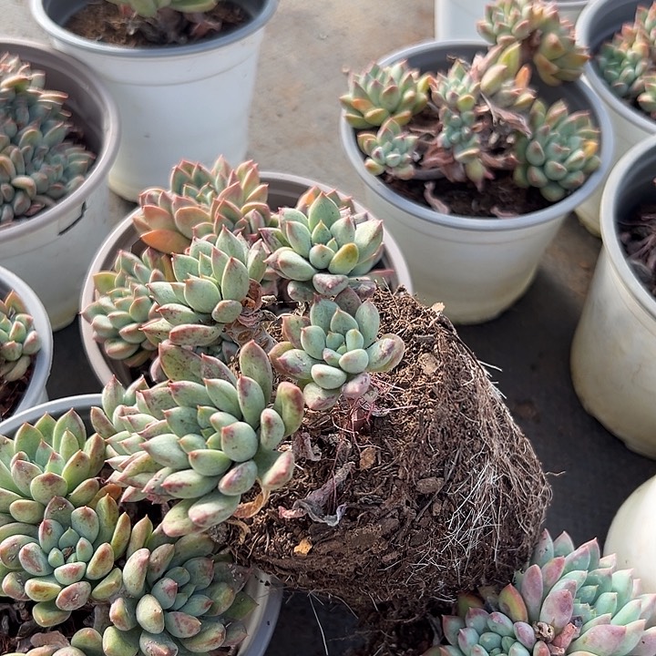 二代虞。                