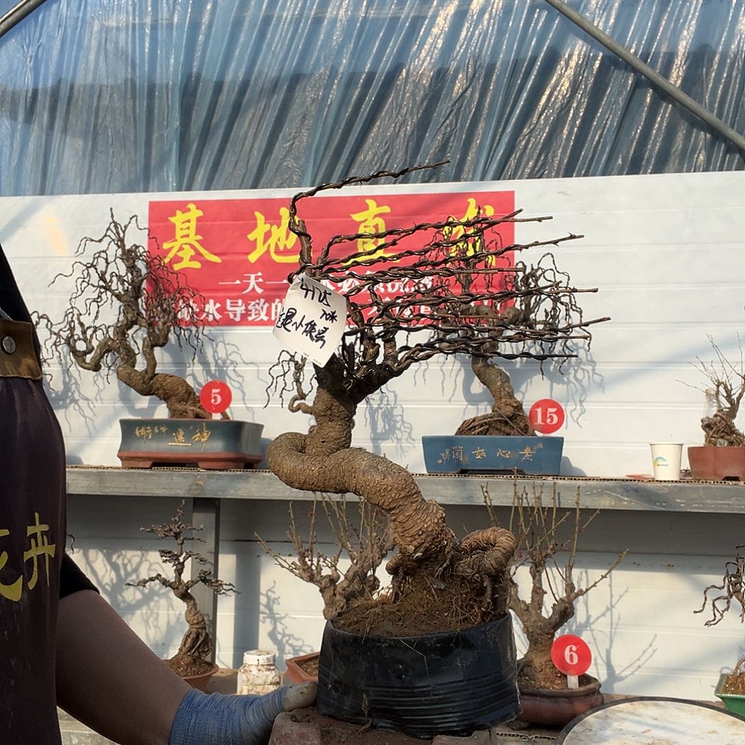 这***哥完全开放黄金雀 北雀