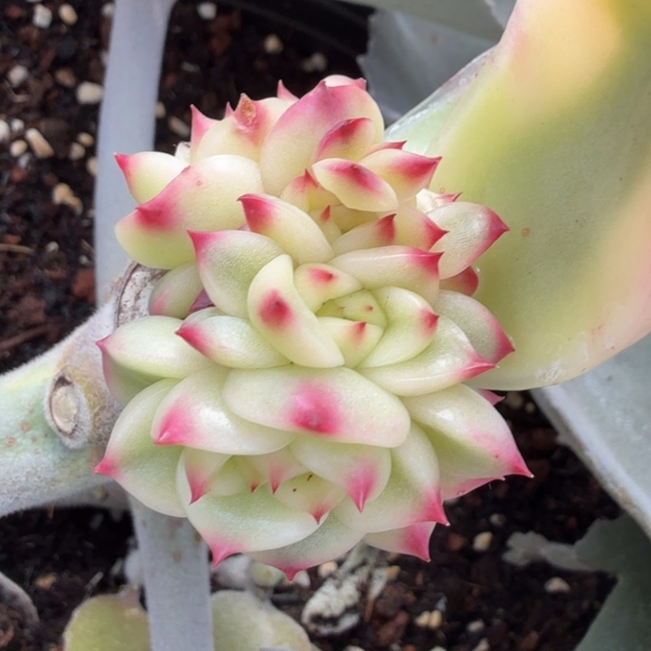 蓝龙锦侧芽腹轮锦