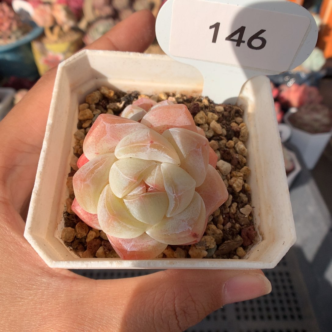 146冰玉多肉植物微瑕