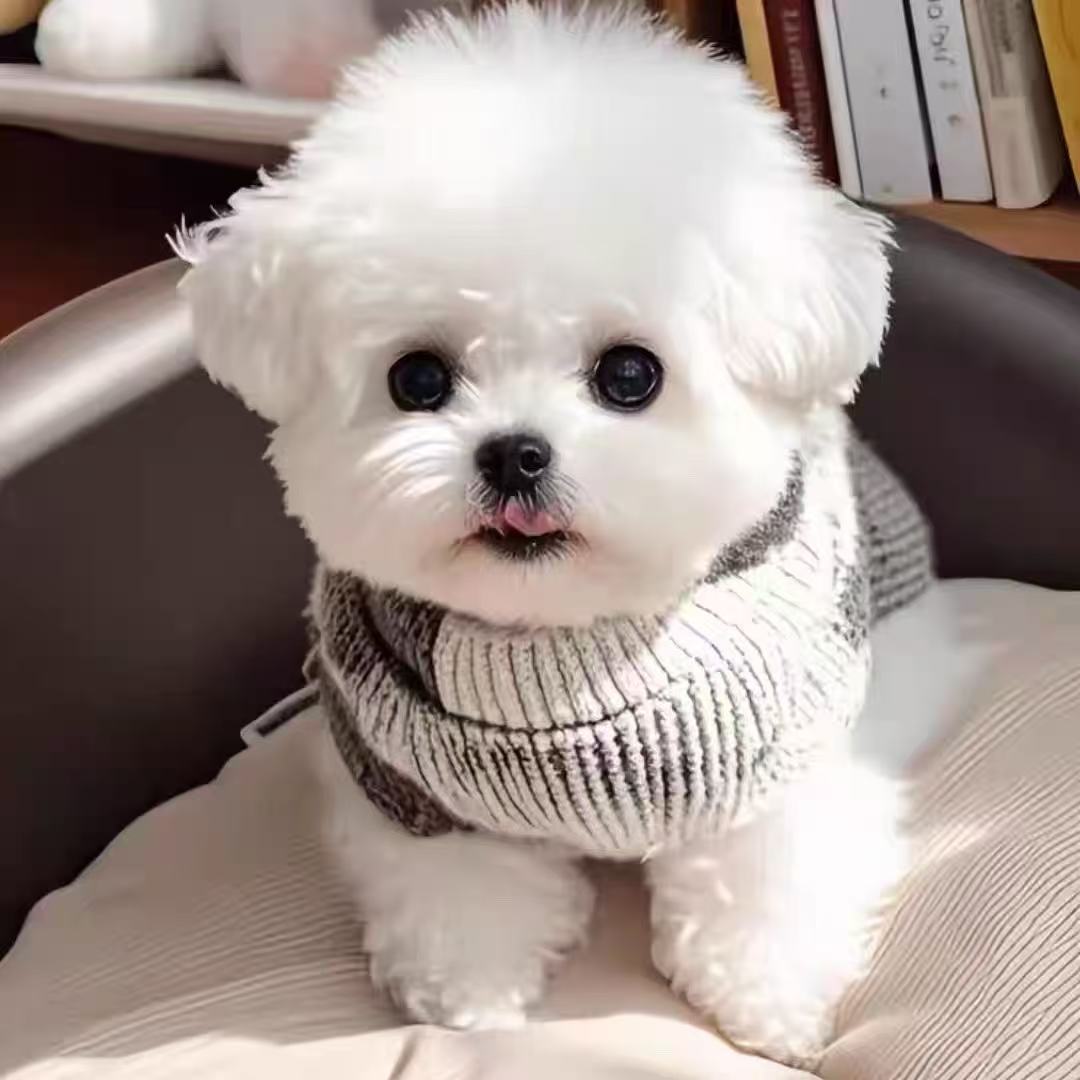 天天向上比熊幼犬