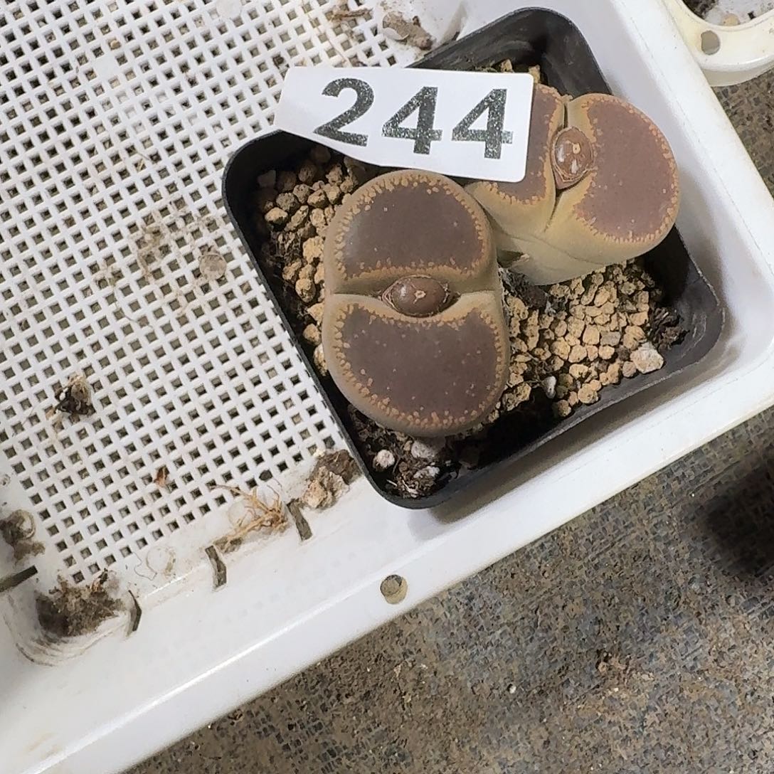 深***r生石花一物一拍244