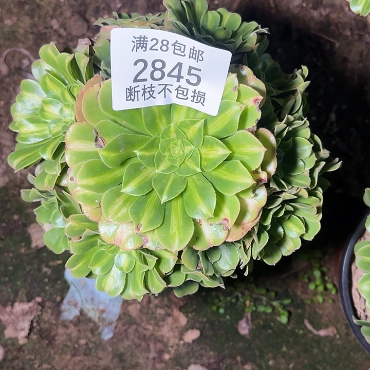 2845翡翠琉璃多肉植物