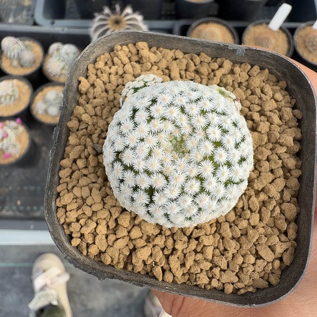 …***#短豪刺春星带盆发货