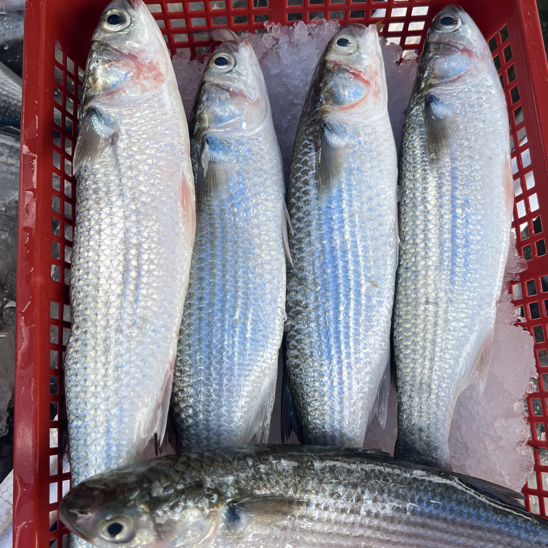 湛江新鲜白木鱼，五斤，广东碎冰顺丰包邮