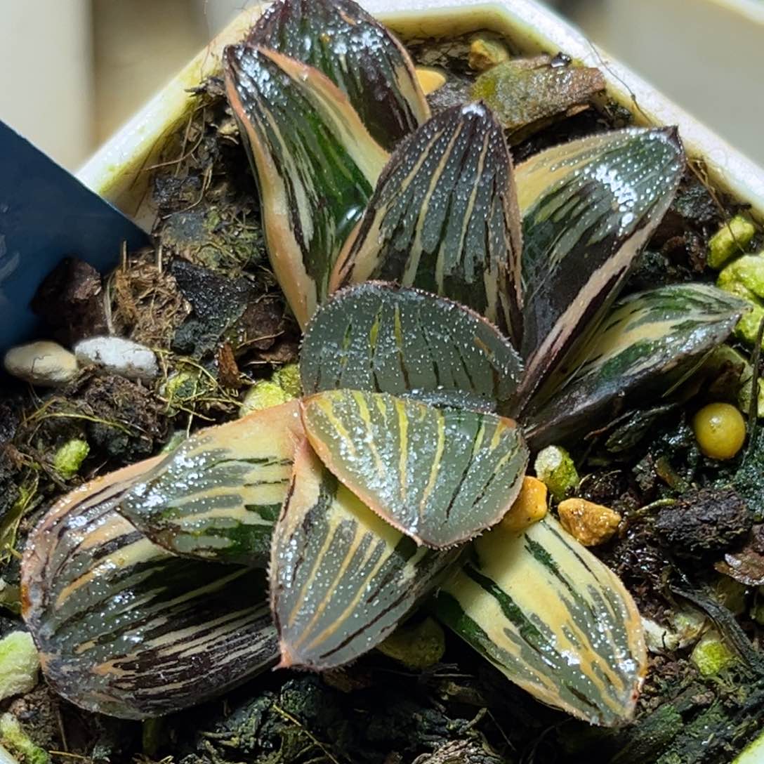 恭喜发财大吉大利611