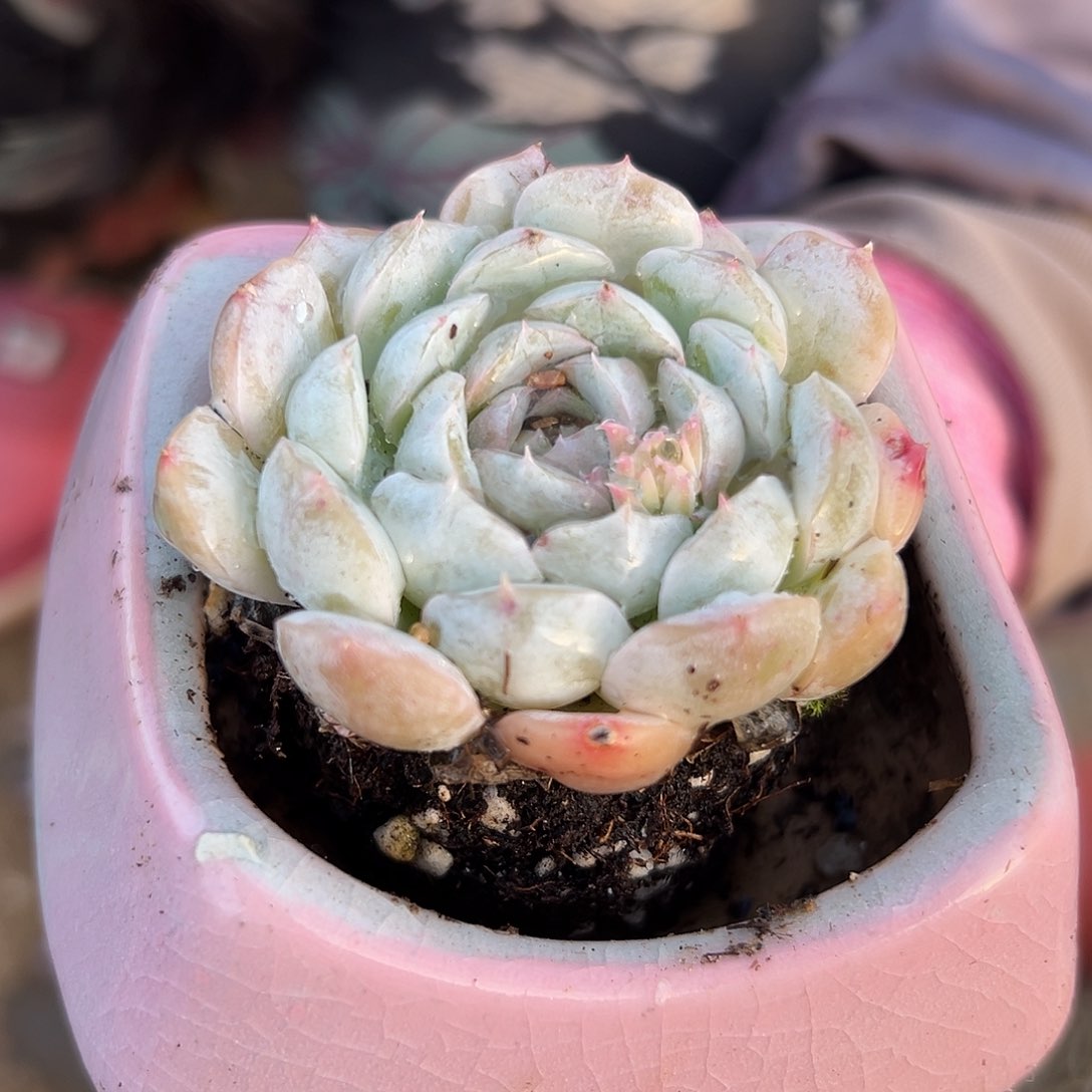 多肉植物多肉植物