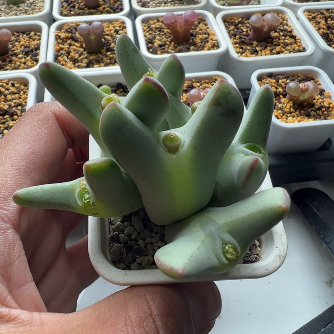 无花朵实生绒毛少将33