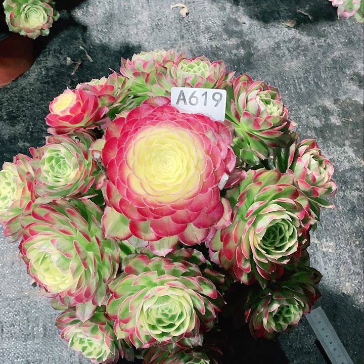 海仙多肉法师。   619