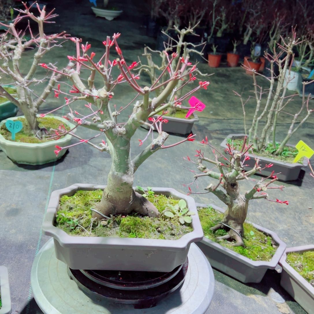 *️****枫树枫树3枫树枫树