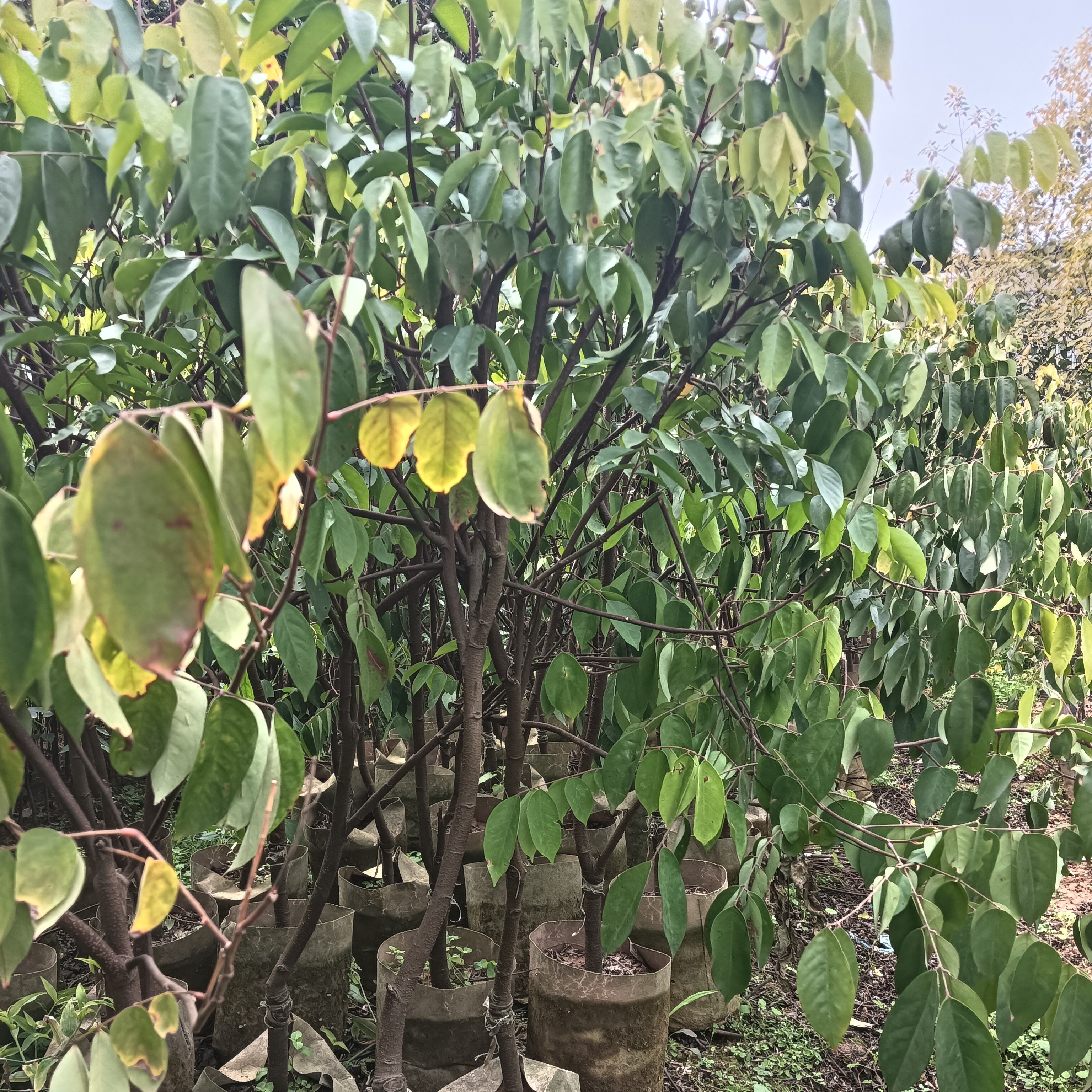 （青姐甄选）马来西亚甜杨桃b10，嫁接苗，原盆原土