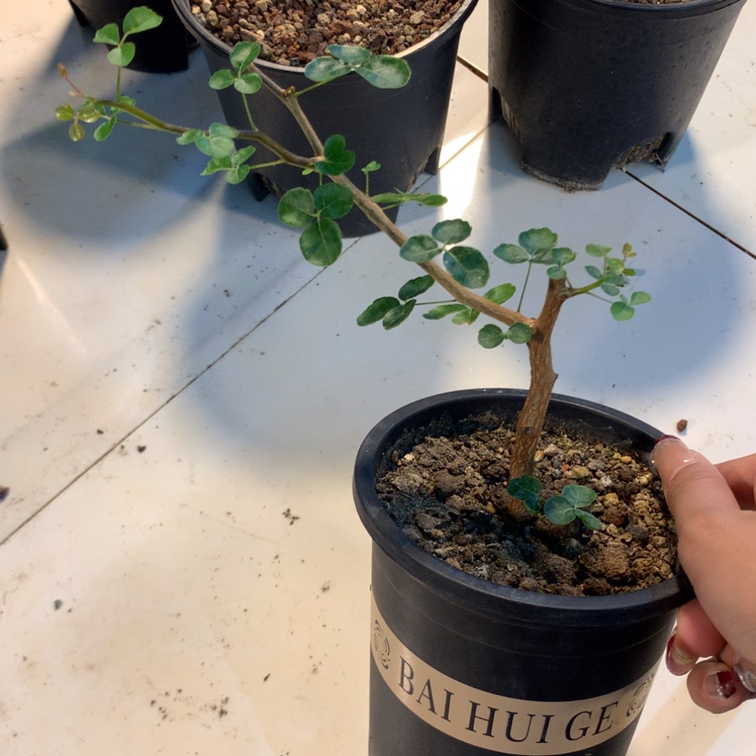 波叶橄榄实生实生