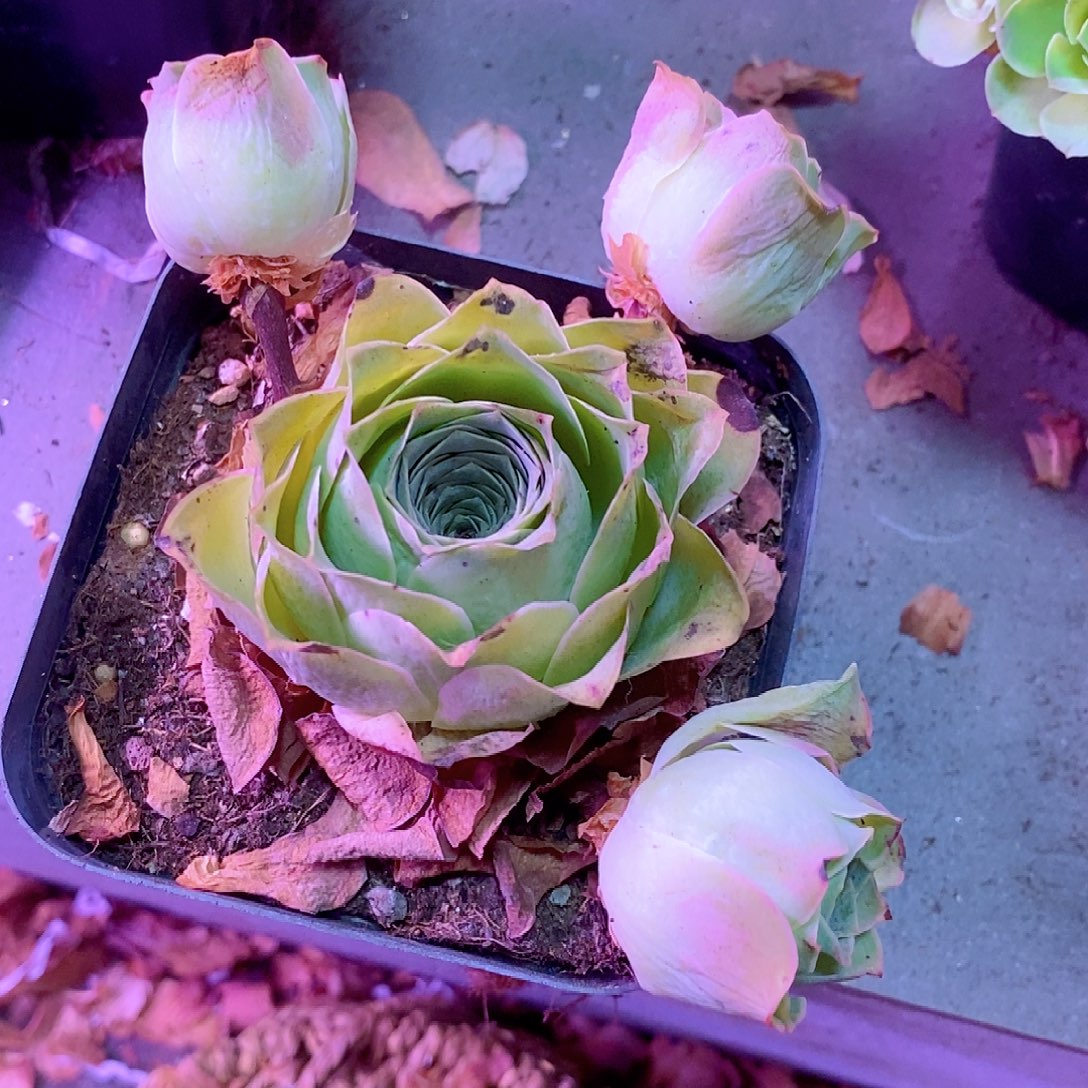 山地玫瑰下播福利一物一拍042lh