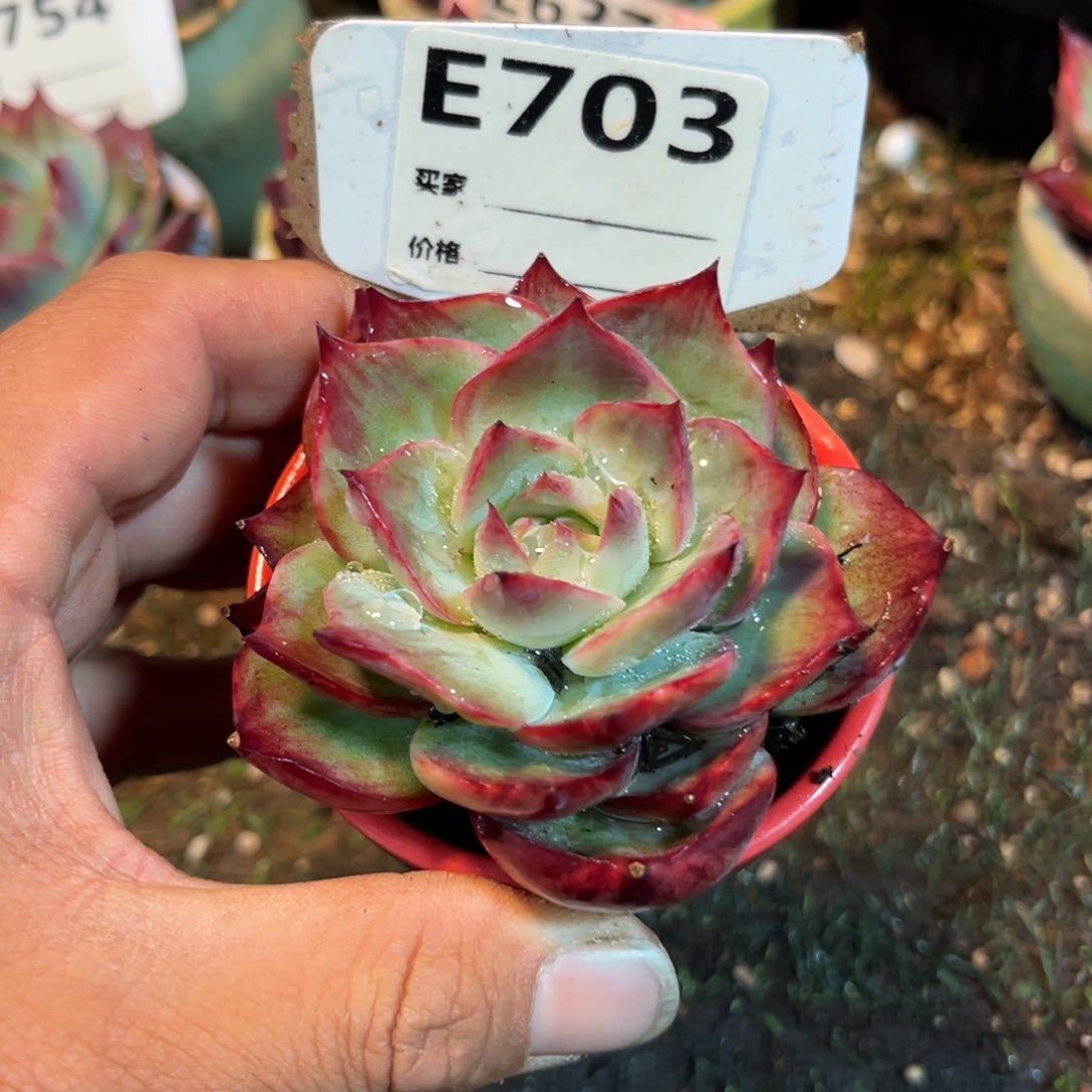 如****果惊鸿一瞥703号多肉