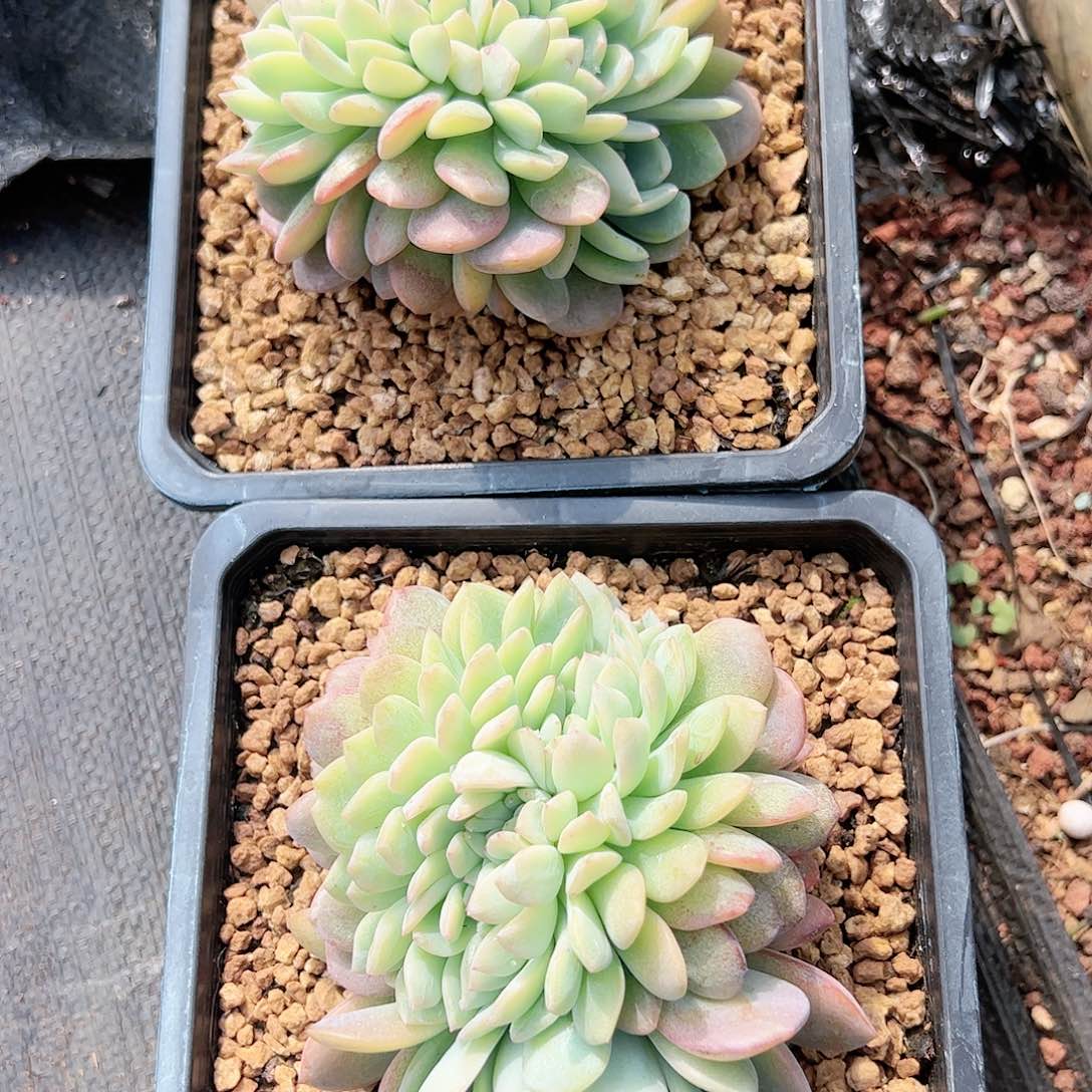 【闪购商品】全明星缀