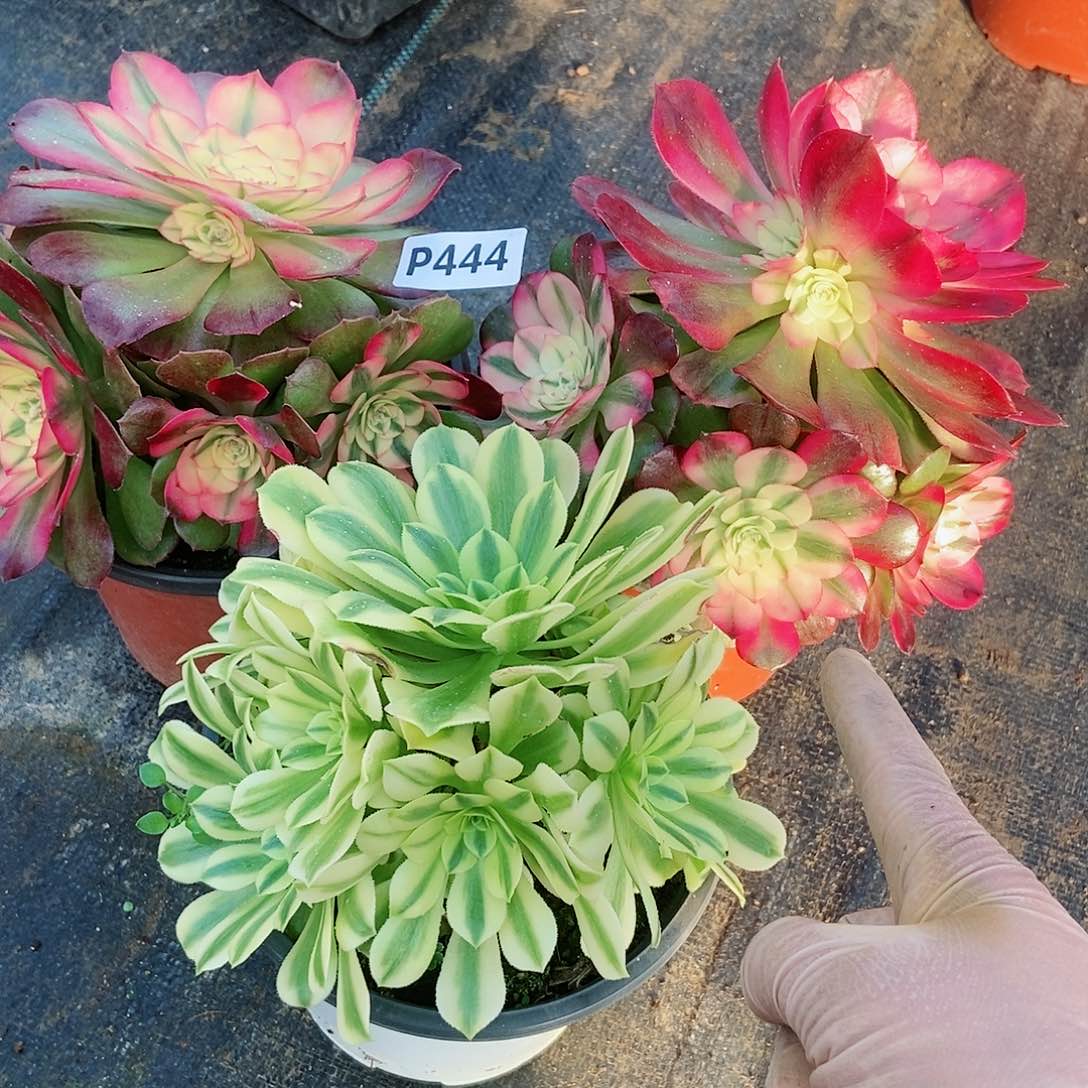 红陶444套餐3颗5多肉