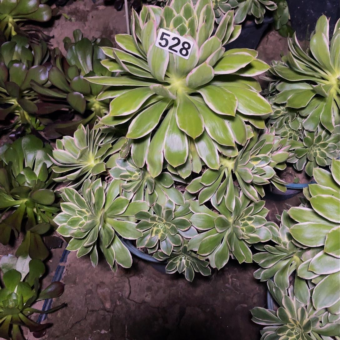 法师法师13/-15包邮法师