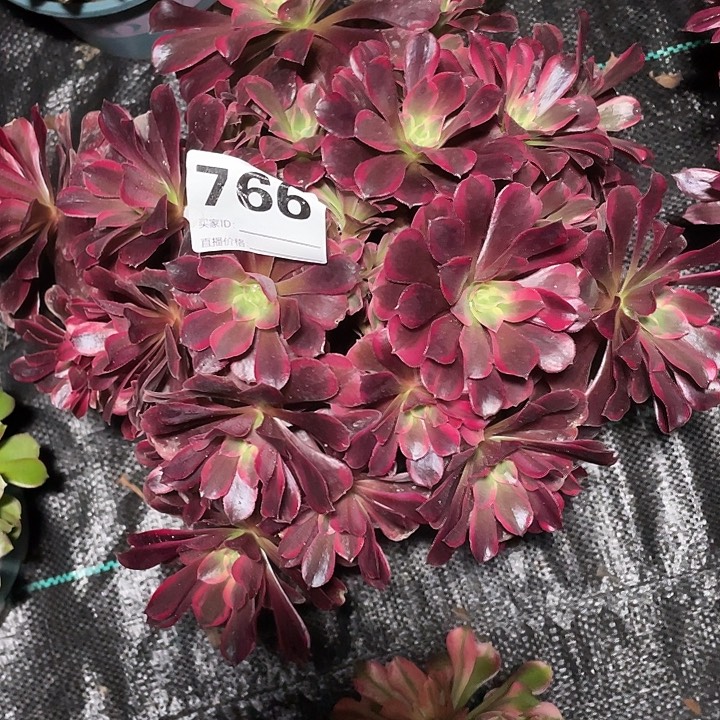 766美杜莎法师3-10