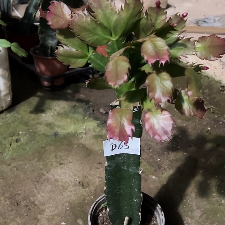 完全开放D65AN083.3235