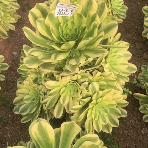 2.3-43金丝翡翠多肉植物