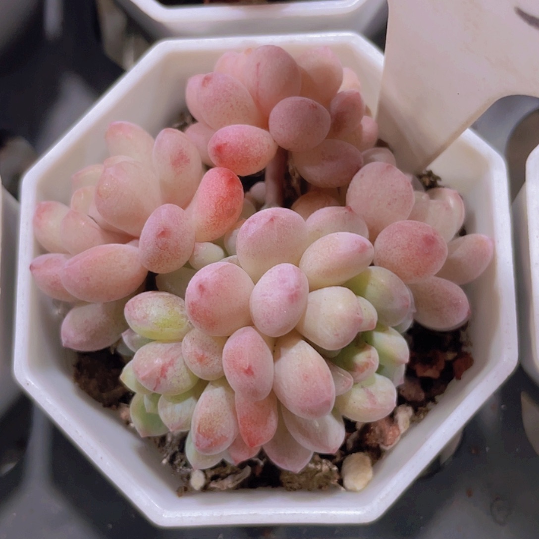 萌豆e033一物一拍