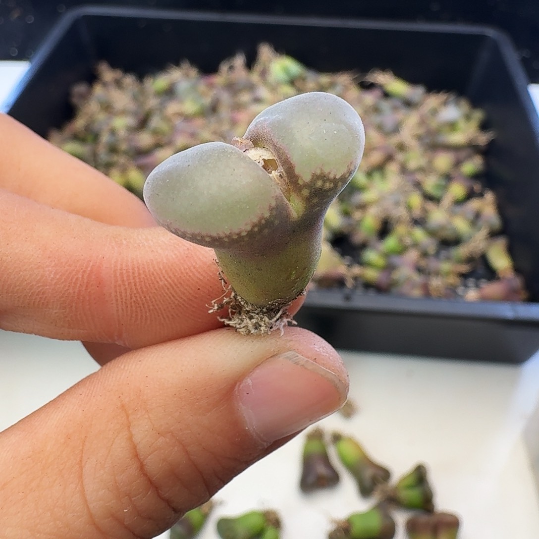 福利瑕疵风铃介意慎拍703