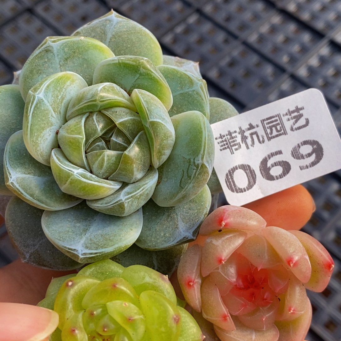 069的我是一个人的时候就