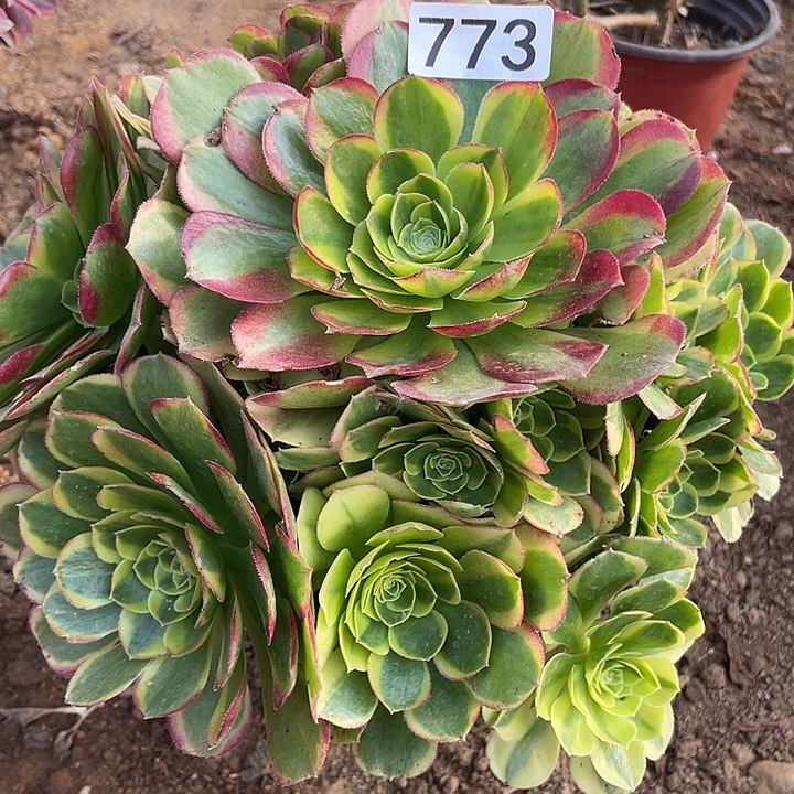 773奶白对肉植物的