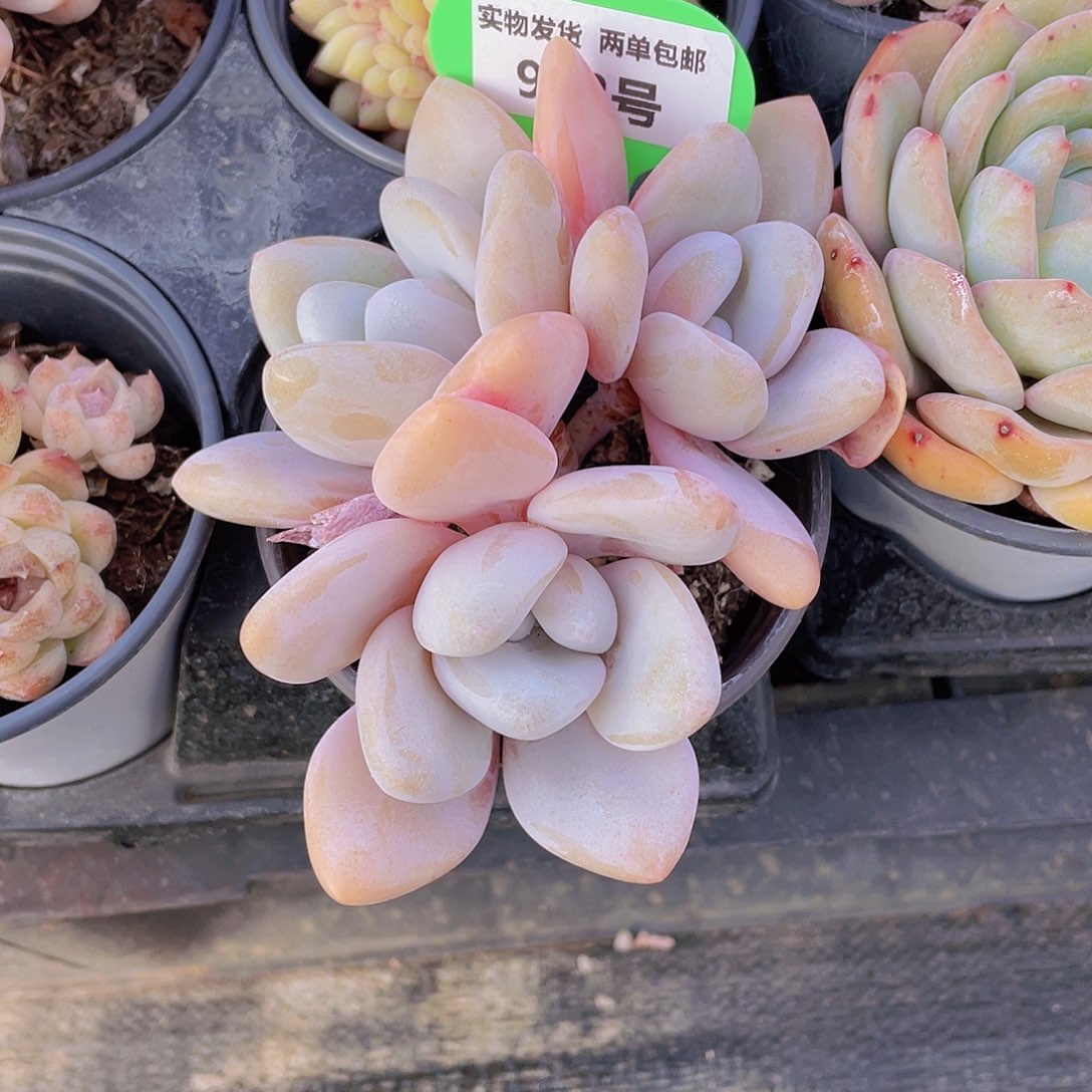 932号 老桩粉兔大群