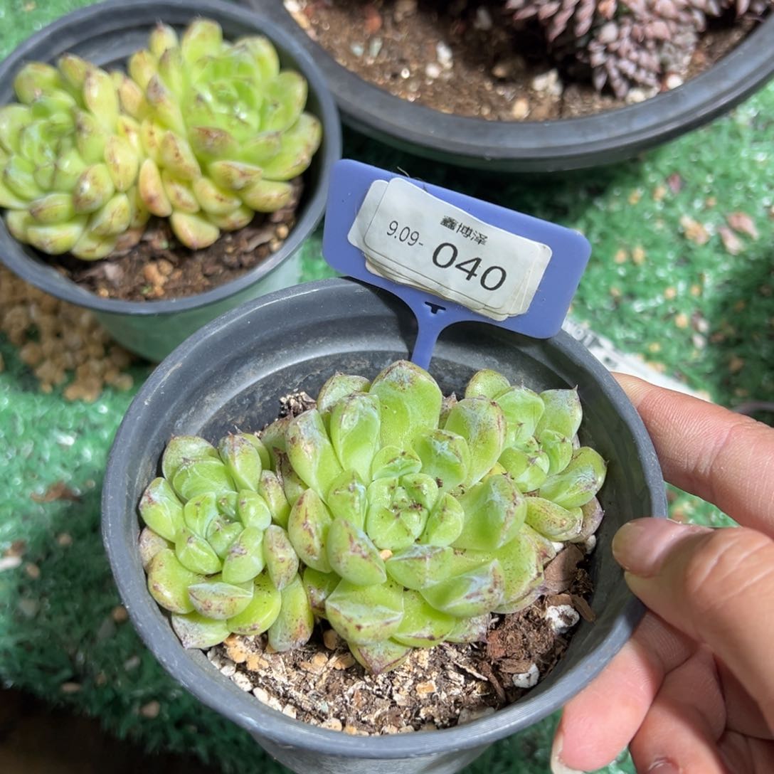 胡**?定向9.09-040 