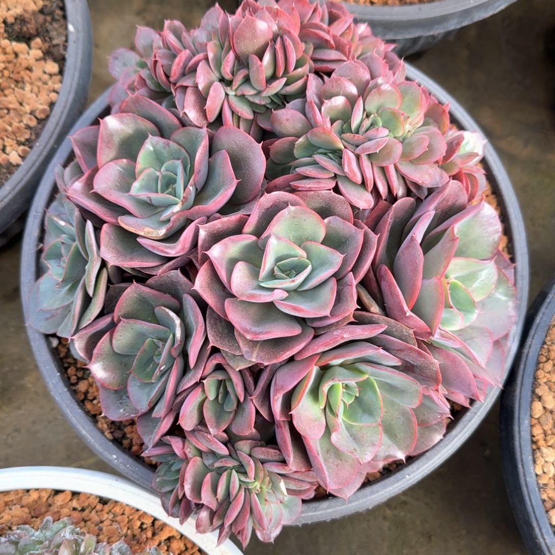 多肉植物多肉植物