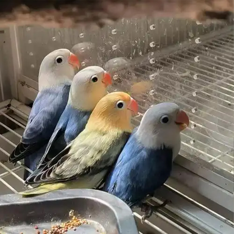 手养牡丹鹦鹉活体幼鸟宠物饲养套餐 包邮到家48h包活