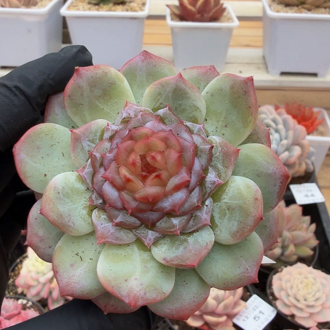 1203-54溏心单头a